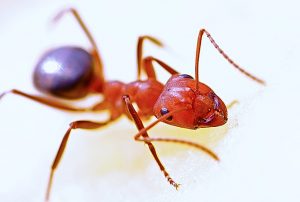 ants hastings